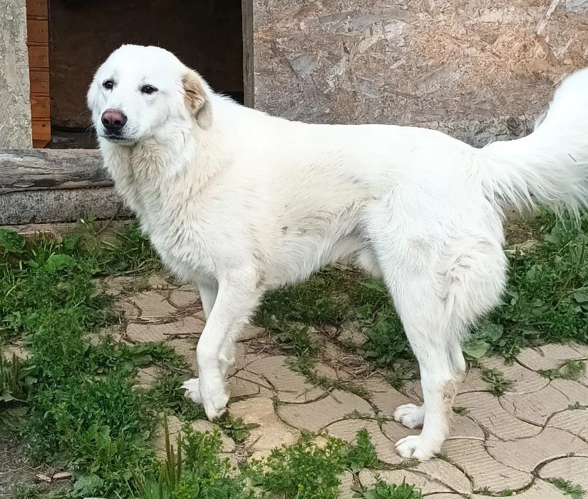 Willkommen in unserer Familie, Merlin! 🐾❤️